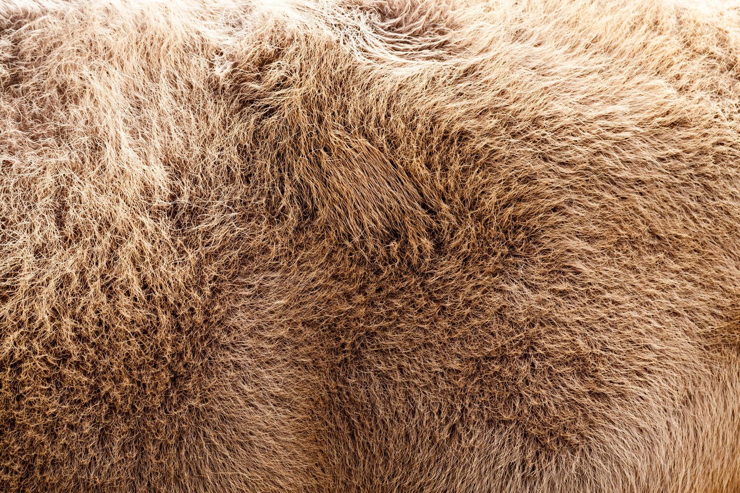 LAMBSKIN RUGS