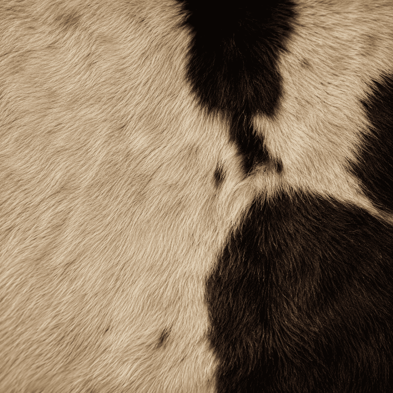 Cowhide Rug CR-104 44x46 INCH