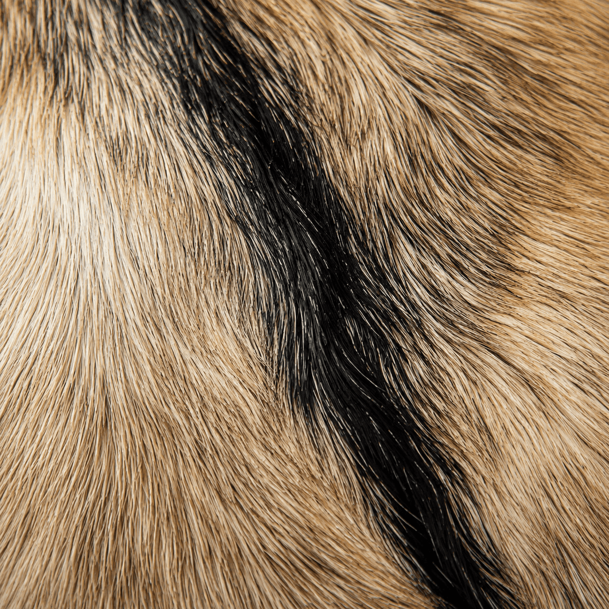 Goatskin Rug GR-124 41x28 INCH
