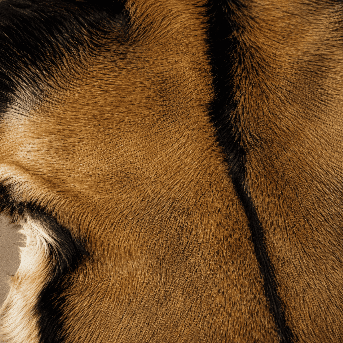 Goatskin Rug GR-145 44x27 INCH