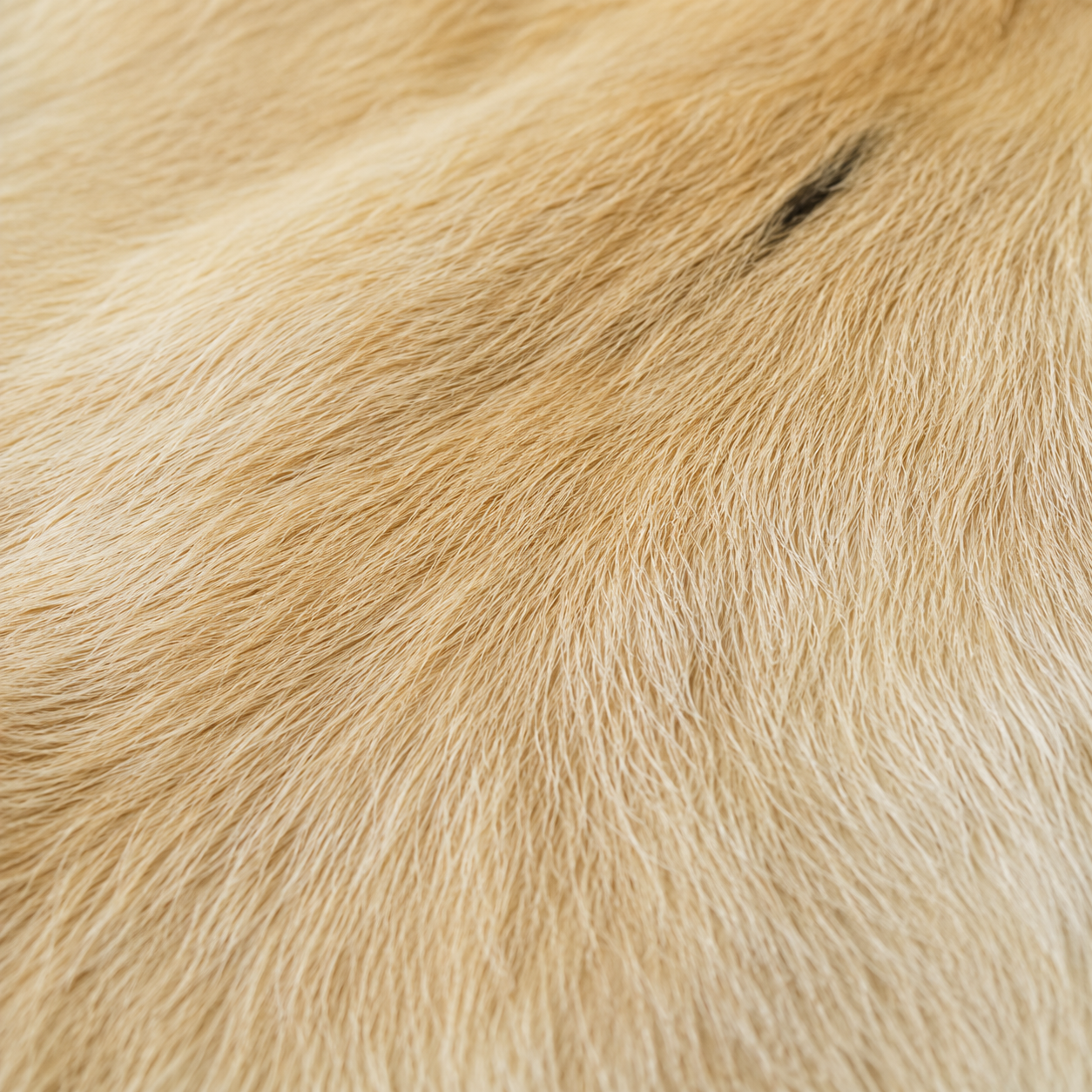 Goatskin Rug GR-176 43x28 INCH