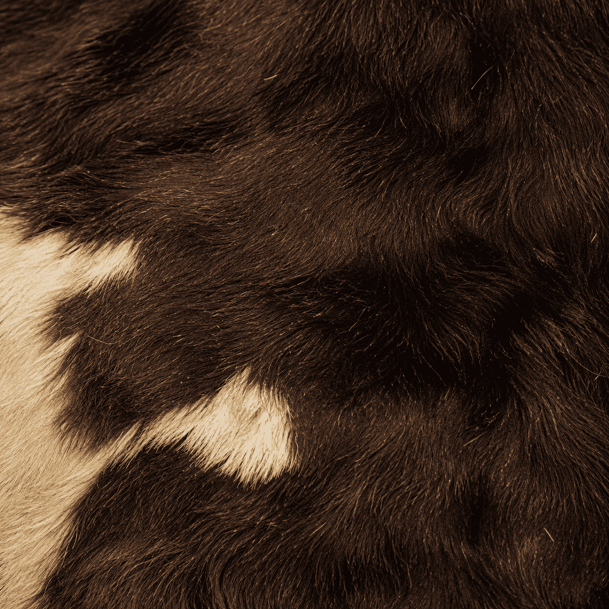 Goatskin Rug GR-179 41x25 INCH