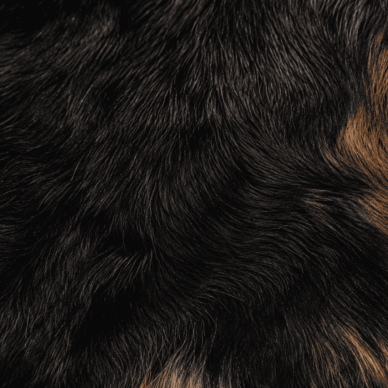 Goatskin Rug GR-184 46x26 INCH