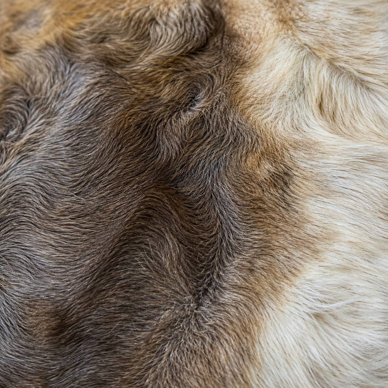 Reindeer Hide Rug RR-110 53x42 INCH